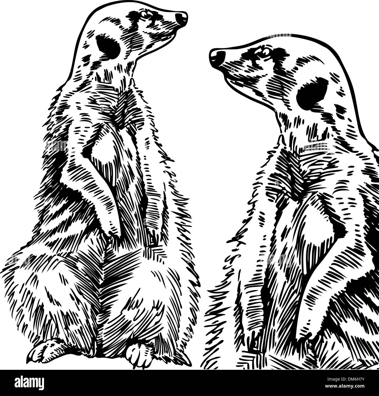 Erdmännchen Stock Vektor