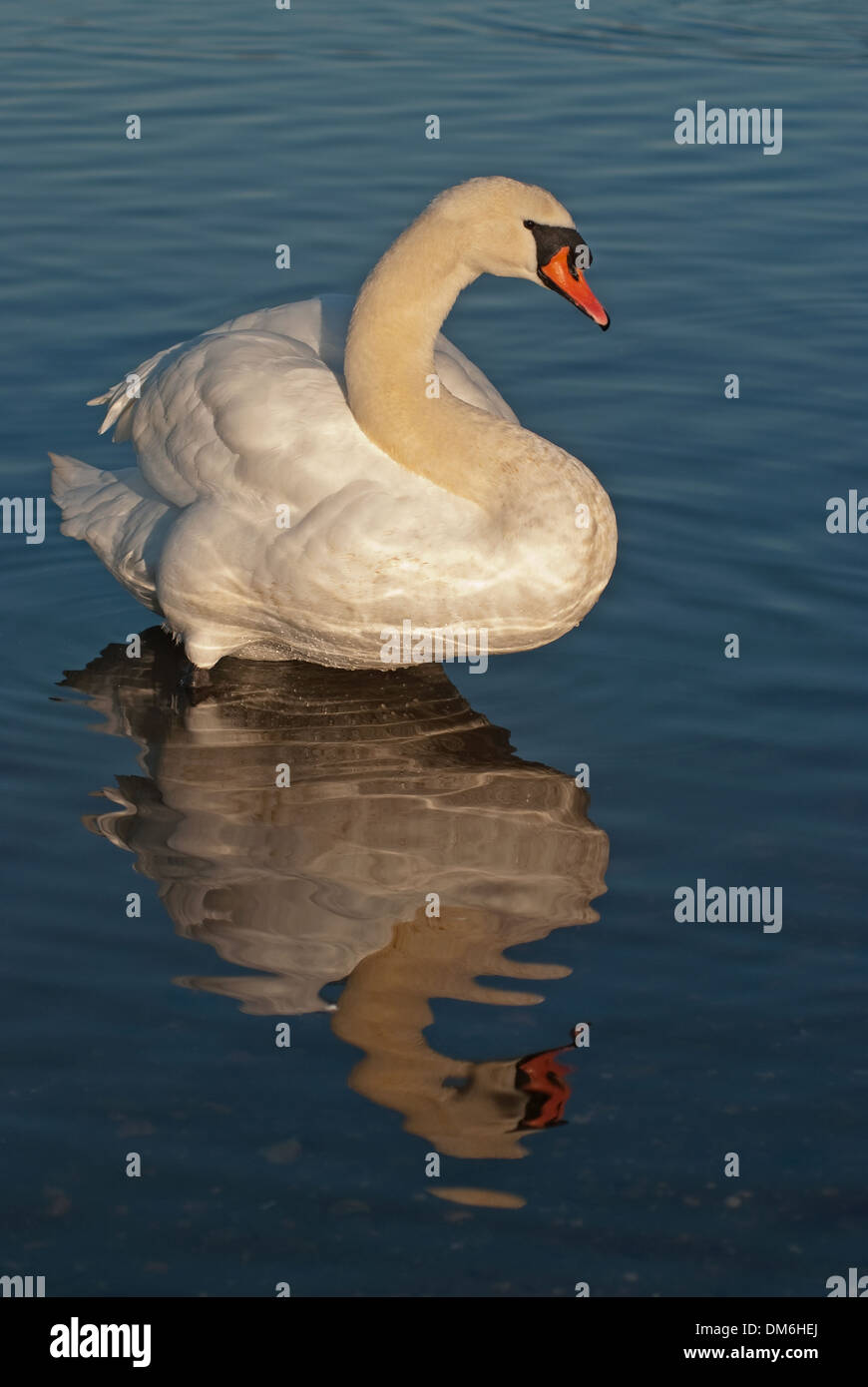 Erwachsenen Höckerschwan (Cygnus Olor) im Wasser stehend Stockfoto