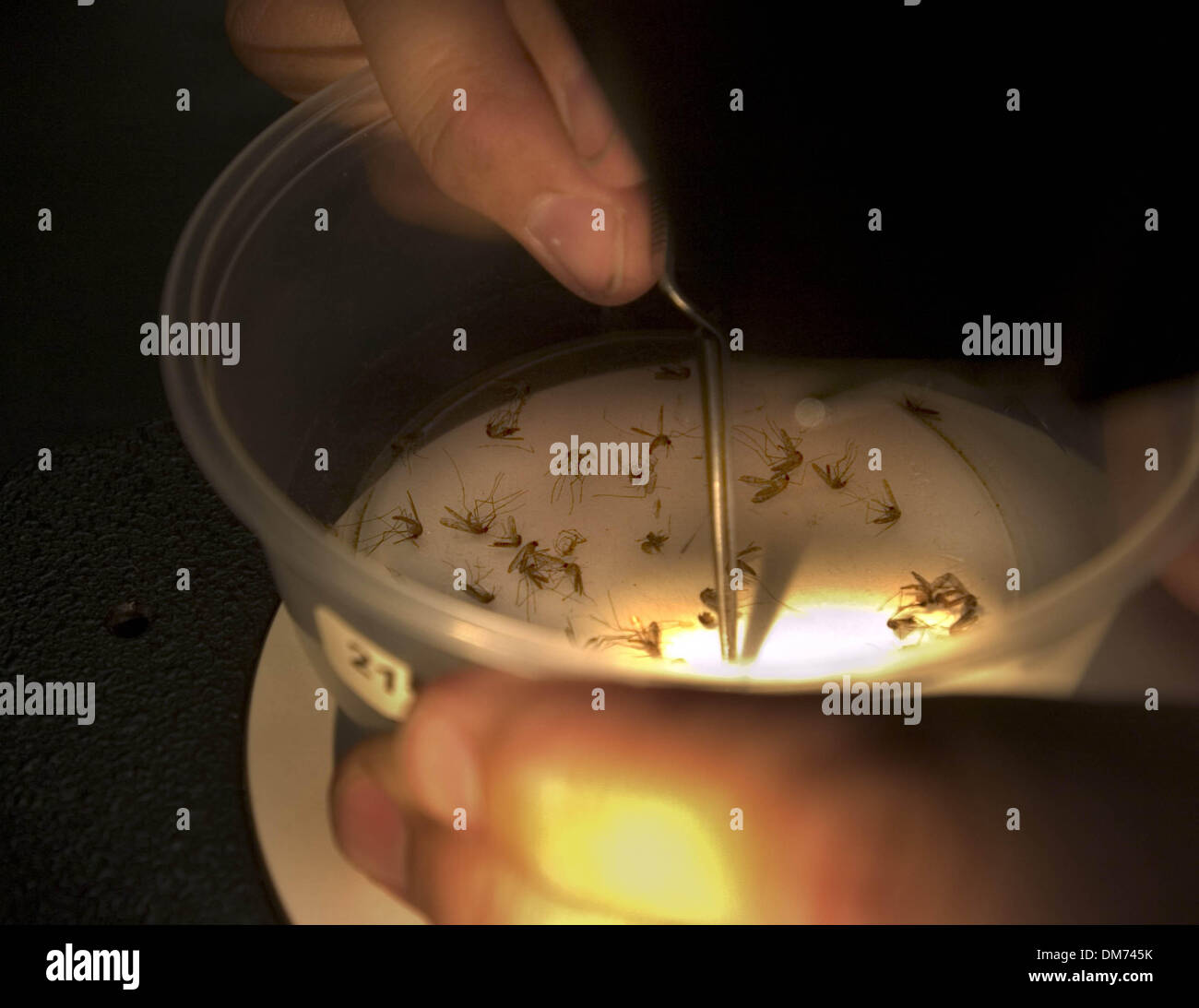 8. August 2005; Elk Grove, Kalifornien, USA; Beim Blick durch ein Mikroskop Bob Rooker, zählt Lab Technician bei Sacramento-Yolo Mücke und Vektor-Kontrolle Mücken, die gestern Abend nach dem Sprühen für West-Nil-Virus auf Dienstag, 9. August 2005 gefangen waren. Er stellte fest, dass gab es nicht so viele Mücken in die fallen, die auch ein paar andere Bugs hatte, sie meist waren eine Stockfoto