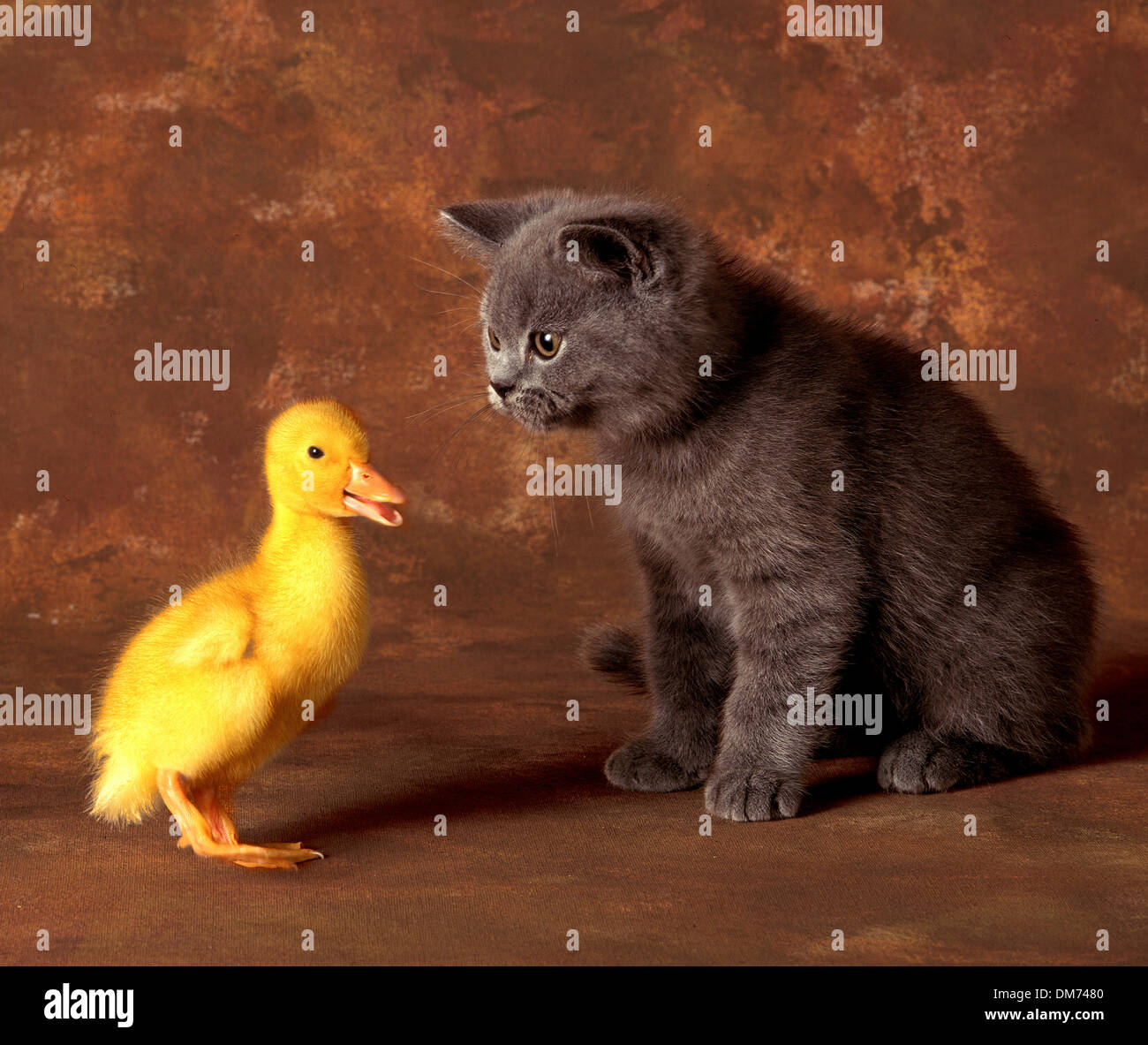 Kätzchen & Entlein Stockfoto