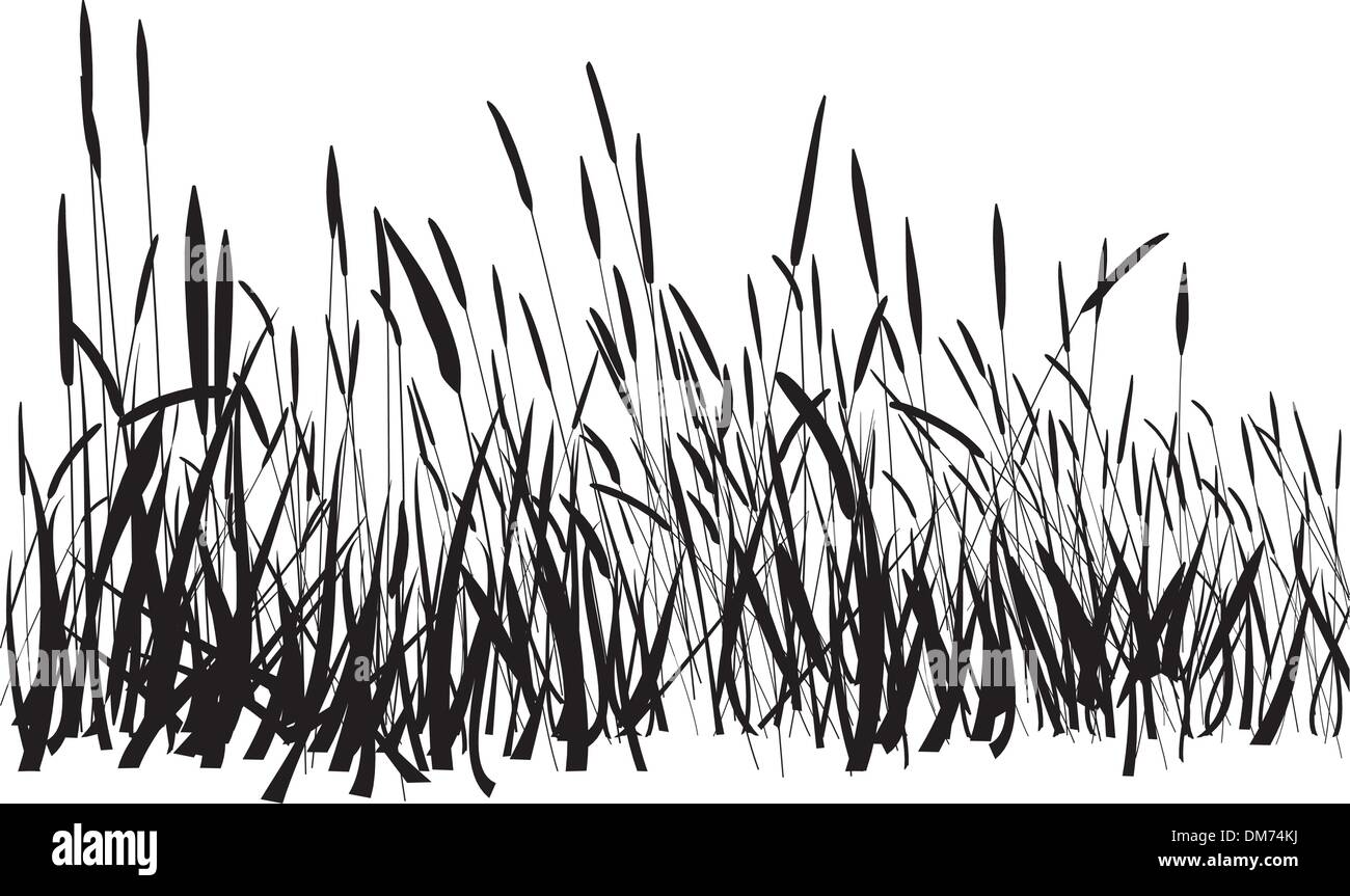Grass auf weißem Hintergrund isoliert Vektor Stock Vektor