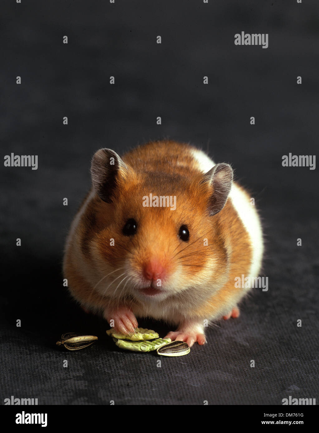 Hamster Stockfoto