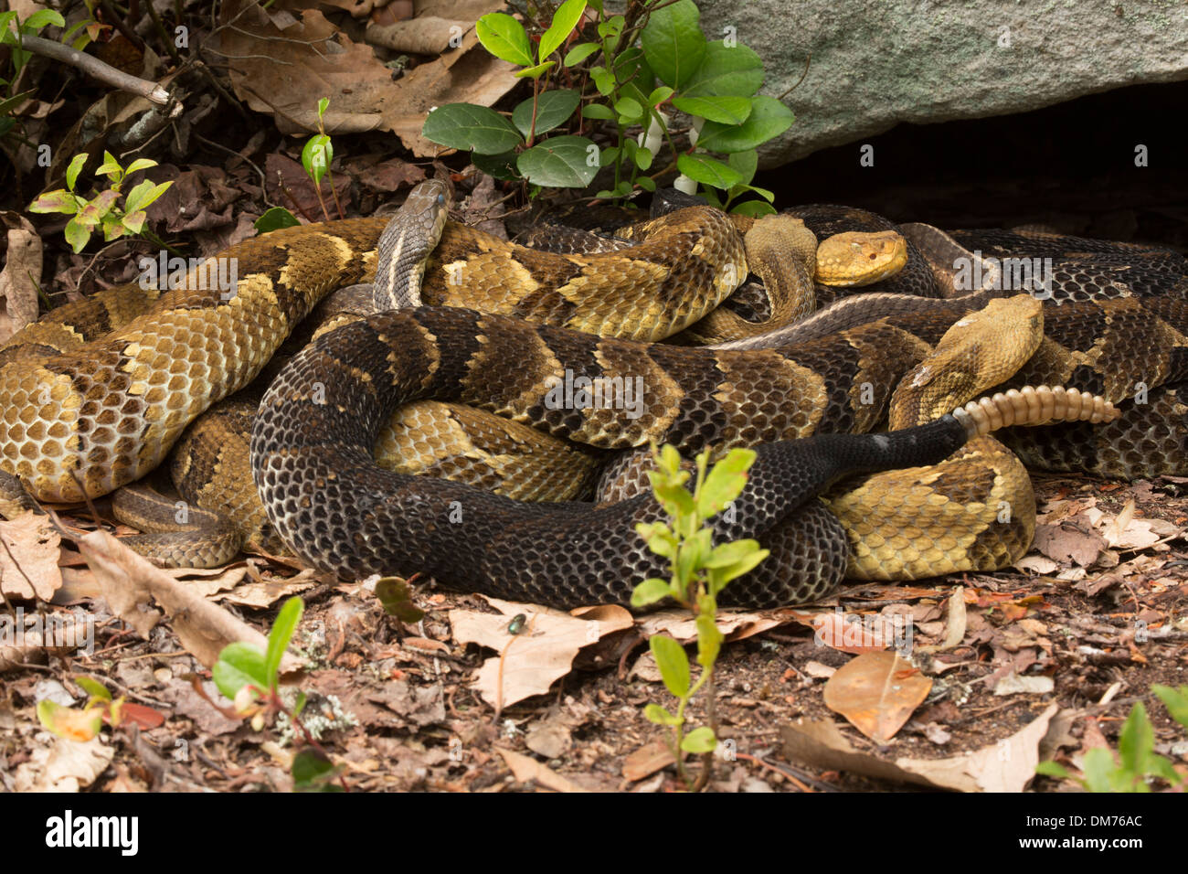 Holz-Klapperschlangen, Crotalus Horridus und gemeinsame Strumpfband-Schlange, Thamnophis Sirtalis, trächtige Weibchen versammelten sich am Rookery Standort Stockfoto