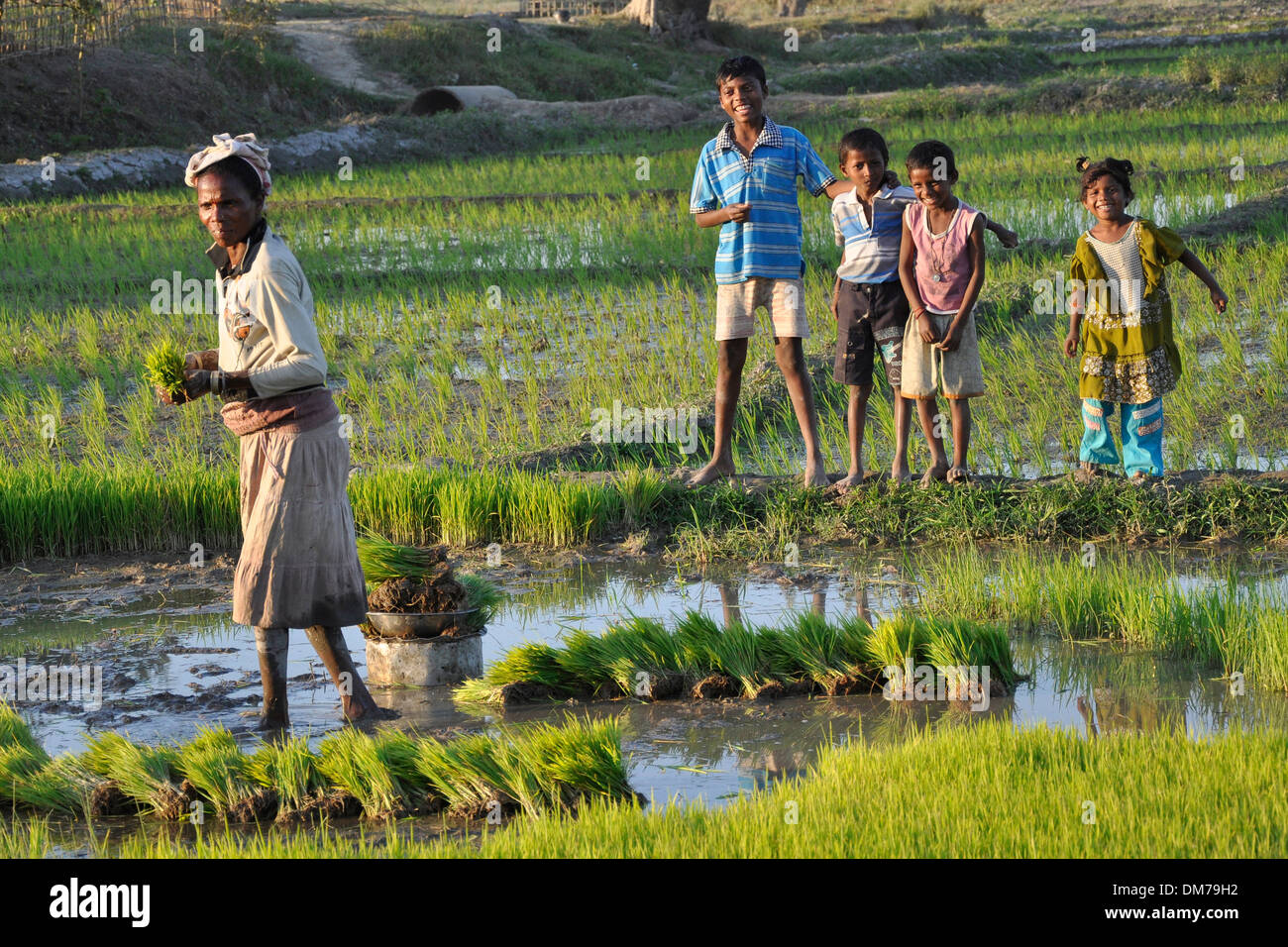 Indien, Assam, Feld Reis Stockfoto