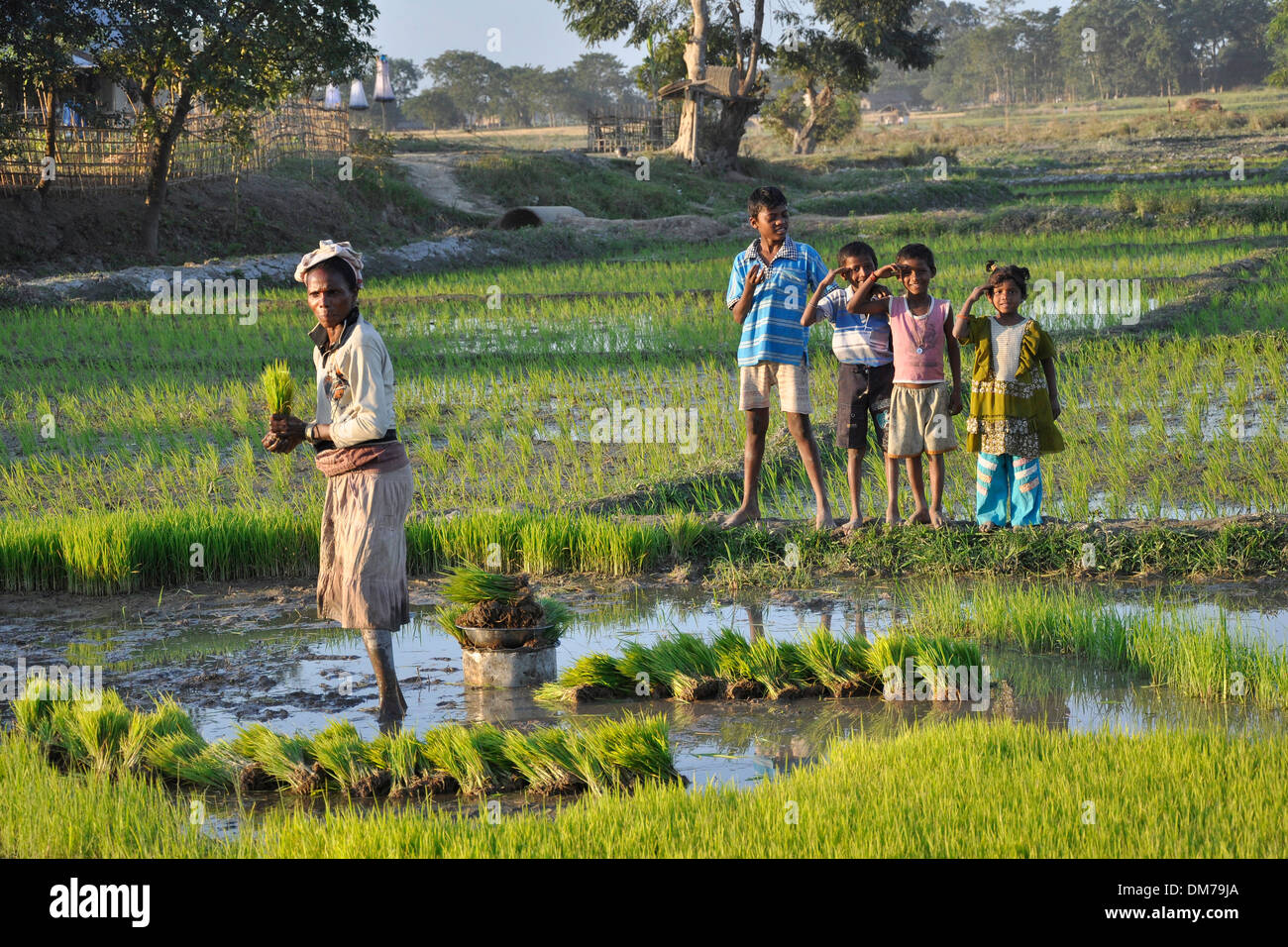 Indien, Assam, Feld Reis Stockfoto