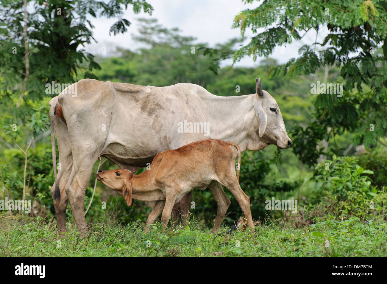 Kuh mit Kalb, Ometepe, Nicaragua, Mittelamerika Stockfoto