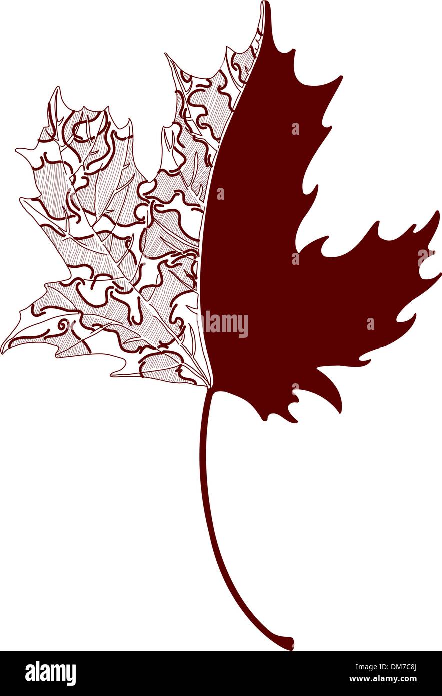  Den Ahorn Zeichnen Stockfotos und -bilder Kaufen - Alamy Bildidee 