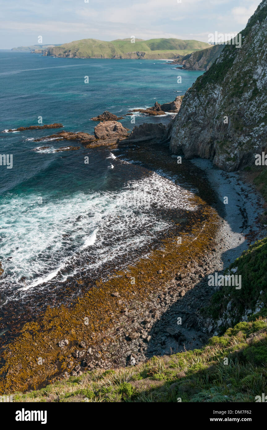 Roaring Bay, Nugget Point, Catlins Coast, South Otago, South Island, Neuseeland. Stockfoto