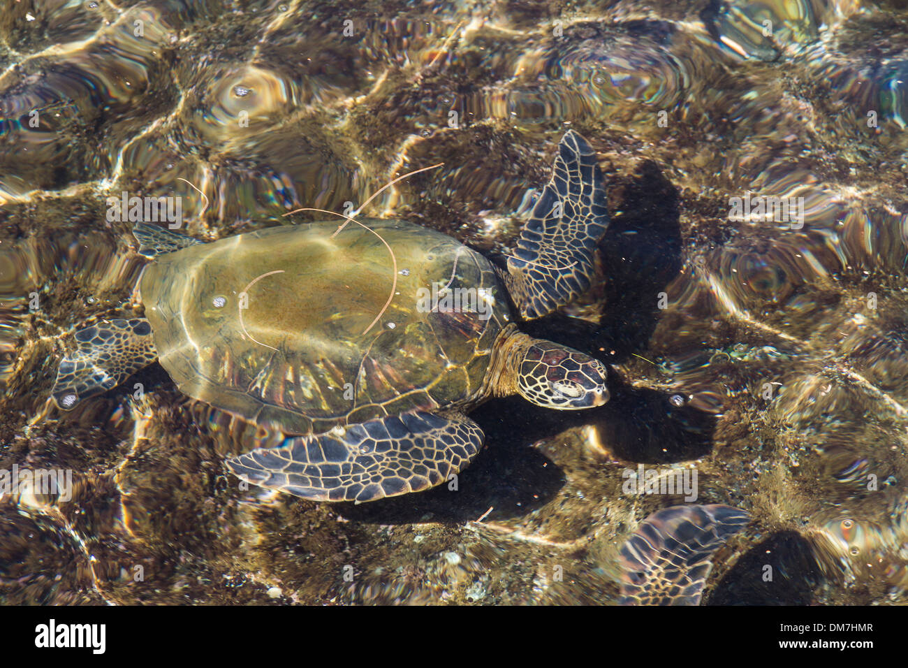 Meeresschildkröte im flachen Wasser, Kuhio Bay, Big Island, Hawaii, USA Stockfoto