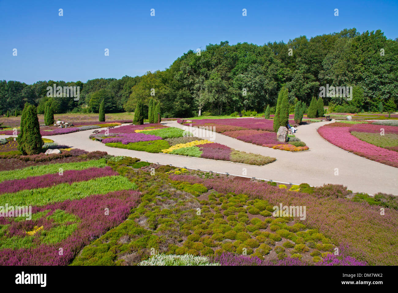 Heidegarten / Heidegarten mit 140 verschiedenen Heide bei Schneverdingen, Lüneburg Heath / Lunenburg Heide, Deutschland Stockfoto