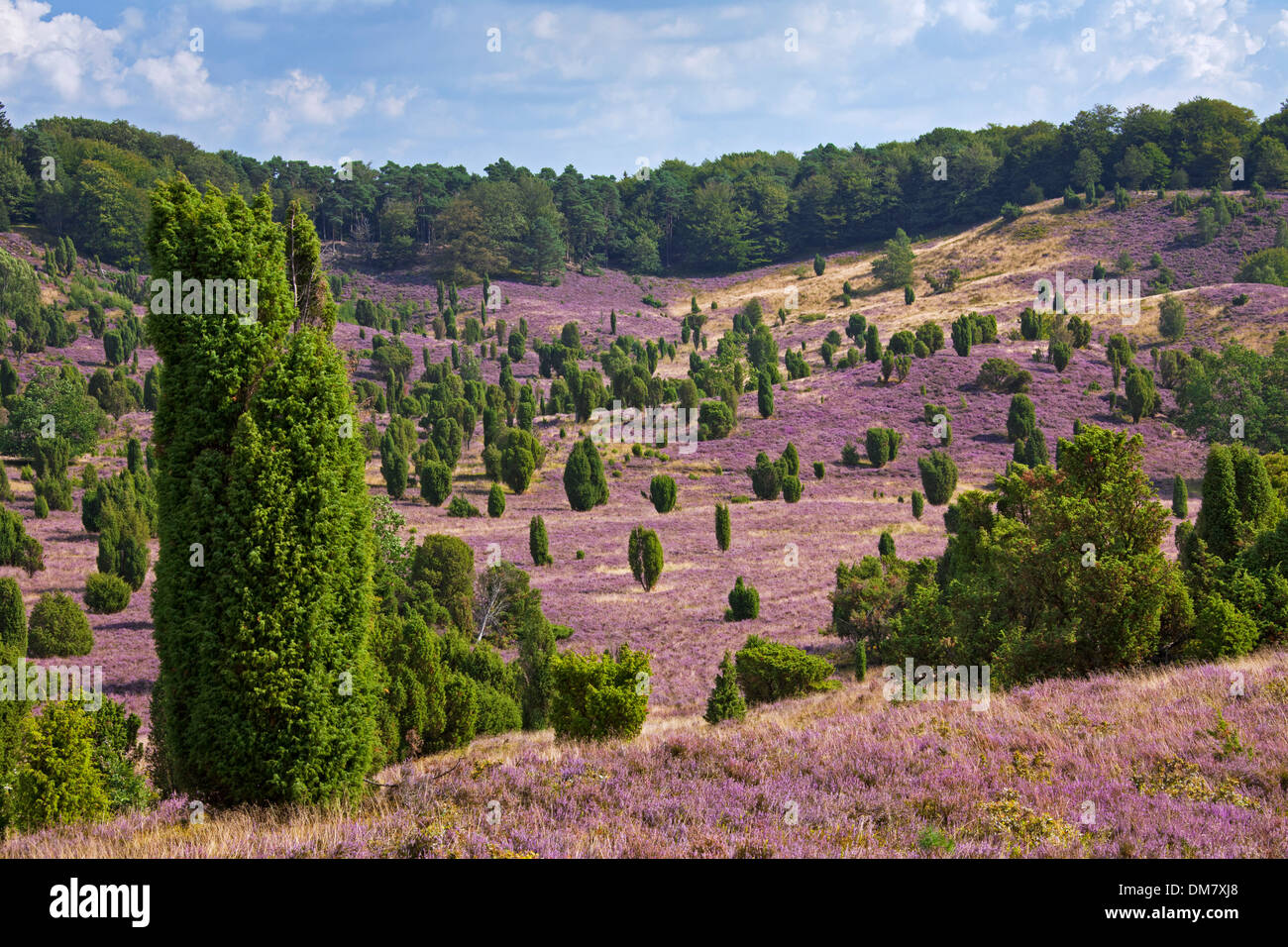 Lüneburg Heath / Lunenburg Heathland mit Wacholder und Heidekraut / Ling, Totengrund / Wilseder Berg, Sachsen, Deutschland Stockfoto