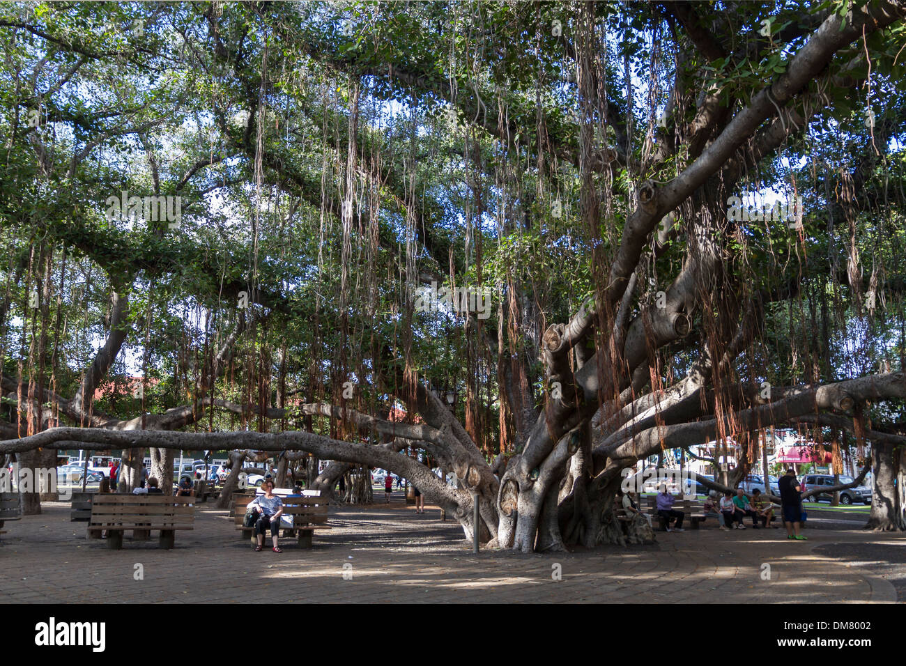USA, Hawaii, Maui, Lahaina Banyan-Baum Stockfoto