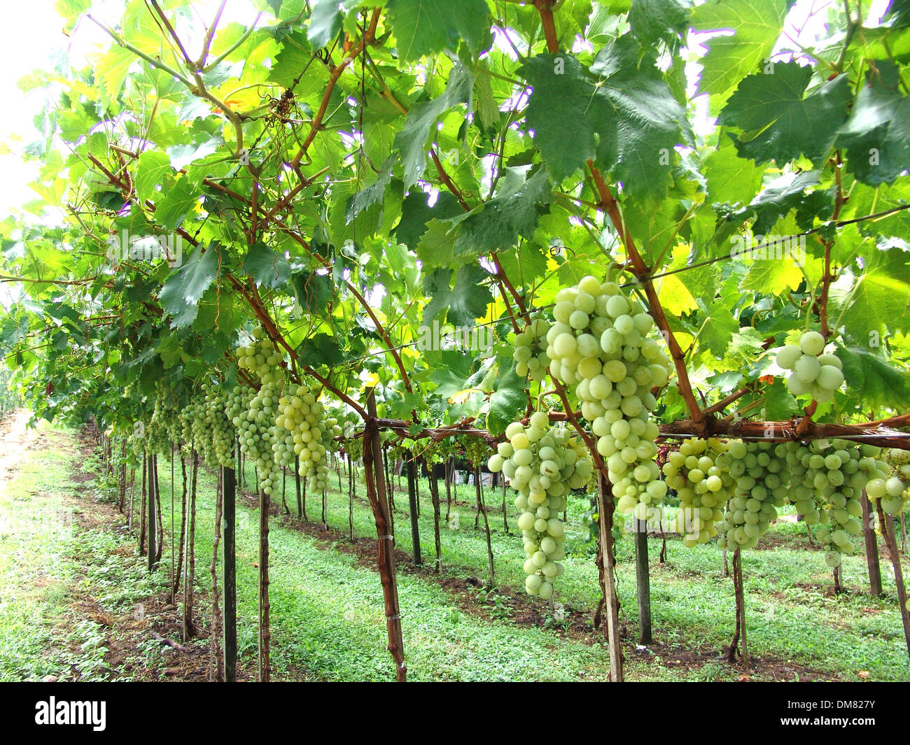 weiße Trauben Körner Trauben Plantage okuliert Reben Laube ausgedehnten Weinbergen Stockfoto