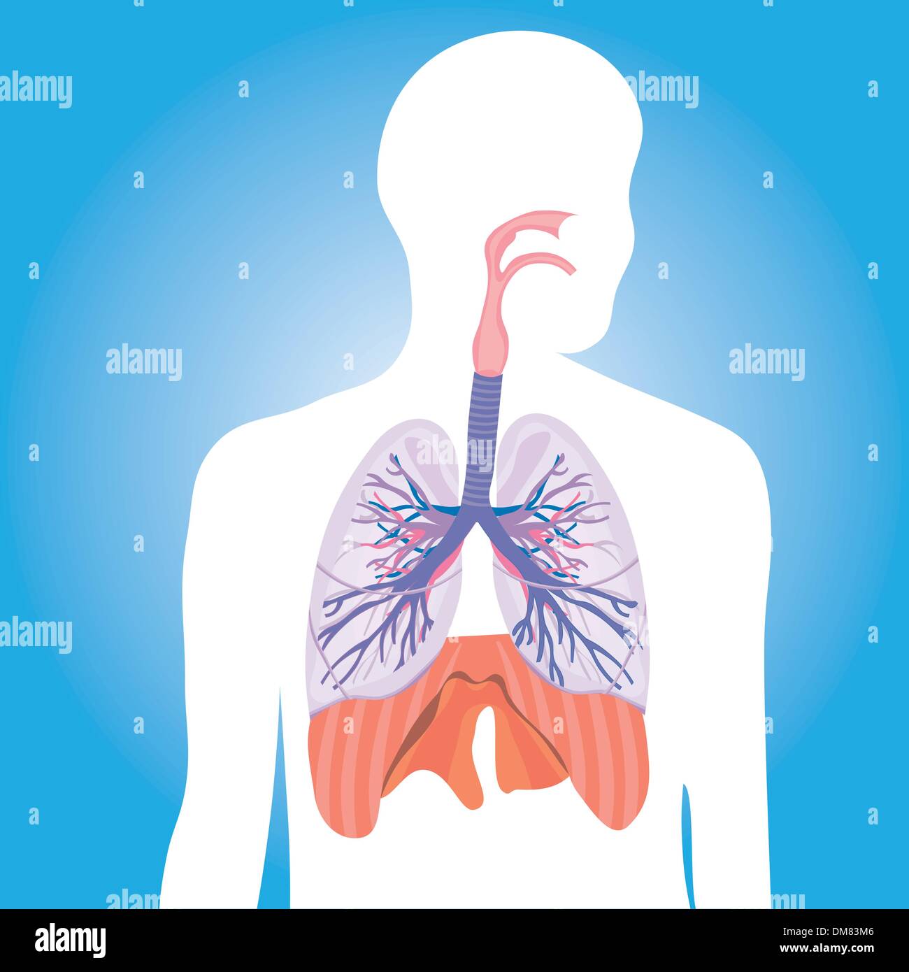 Atemwege Lunge Vektor-Illustration der menschliche Körper  Stock-Vektorgrafik - Alamy