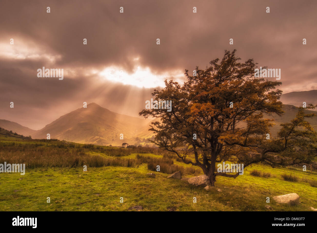 Rot-Hecht von Hartsop Dodd Stockfoto