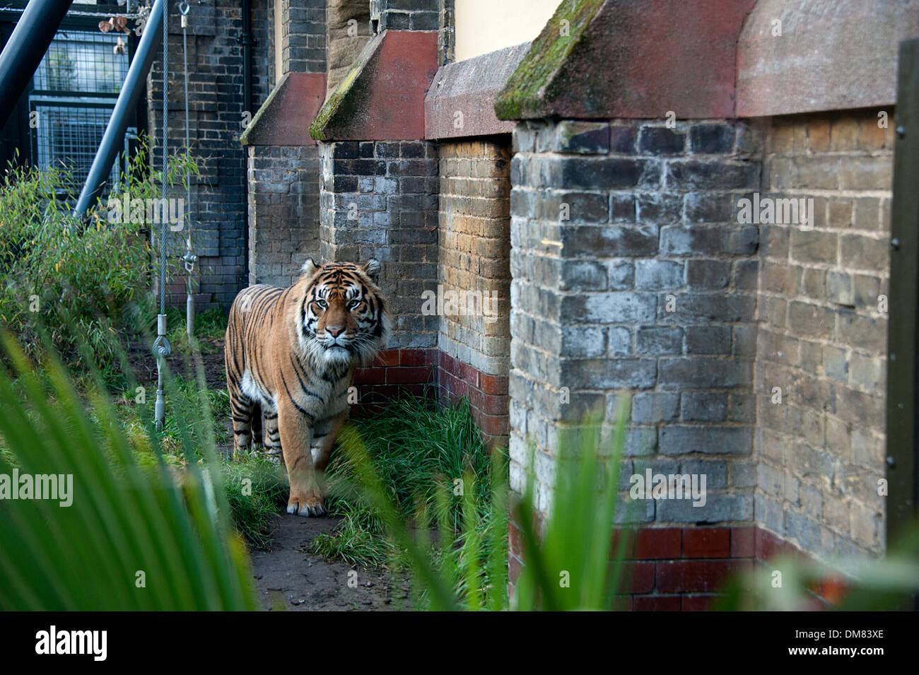 Jae Jae London Zoo schöne Sumatran Tiger geht in seinem Gehege. Stockfoto