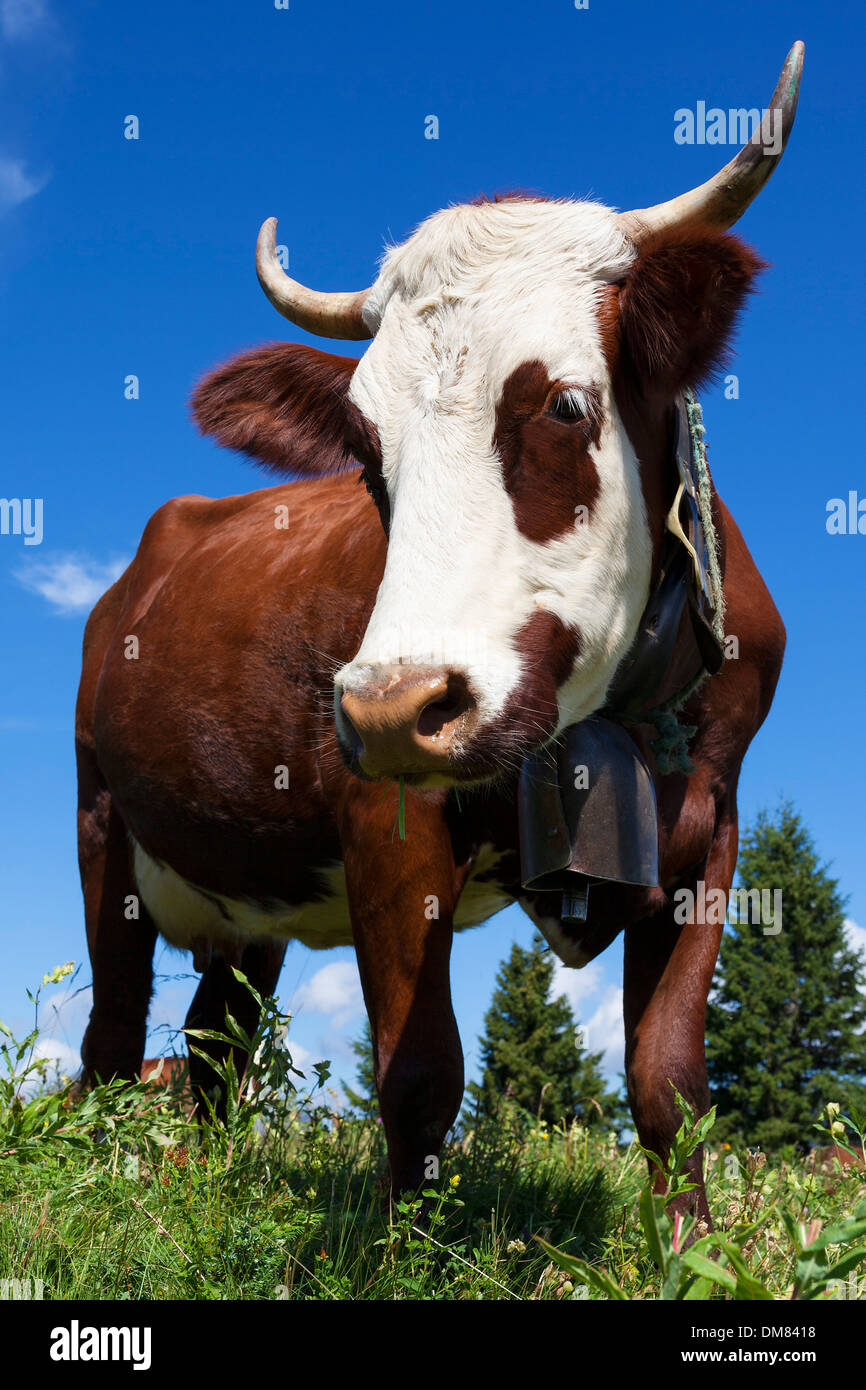 Braune Kuh auf einer Wiese auf alpinen Berg Stockfoto