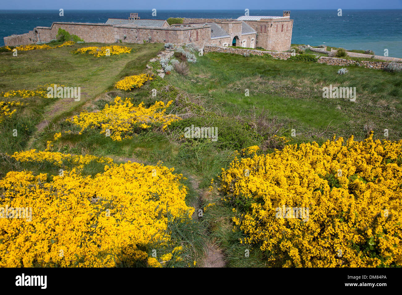 CAP LEVI FORT ERBAUT IM 19. JAHRHUNDERT UNTER NAPOLEON BONAPARTE UND HEUTE ALS EIN BED BREAKFAST, KÜSTENLANDSCHAFT MIT BLÜHENDEN GINSTER, FERMANVILLE, MANCHE (50), FRANKREICH REHABILITIERT Stockfoto