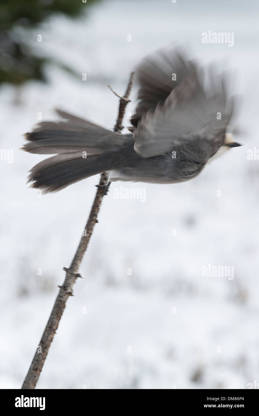 Grau-Jay ausziehen aus einem Stock im Schnee Stockfoto