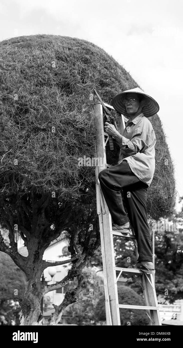 Mann trimmen Baum Hecke Vientiane Laos in Südostasien Stockfoto