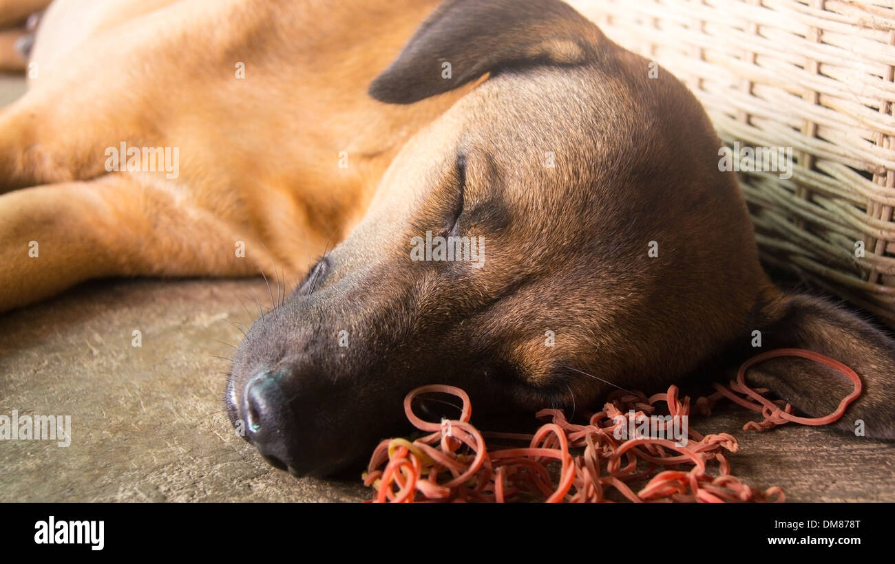 Hund schläft in der Hitze Phnom Penh Kambodscha in Südostasien Stockfoto