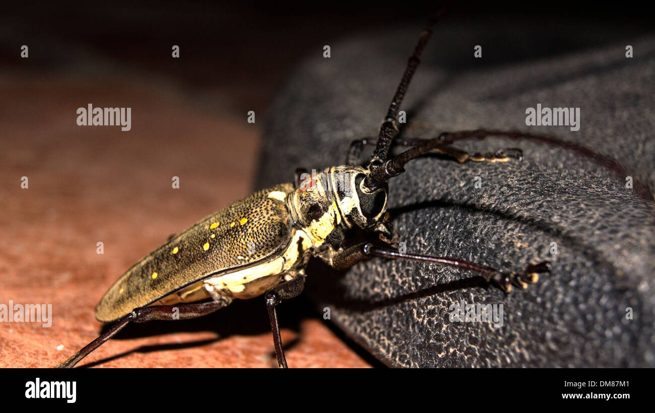 Käfer Insekt riesige Phnom Penh Kambodscha in Südostasien Stockfoto