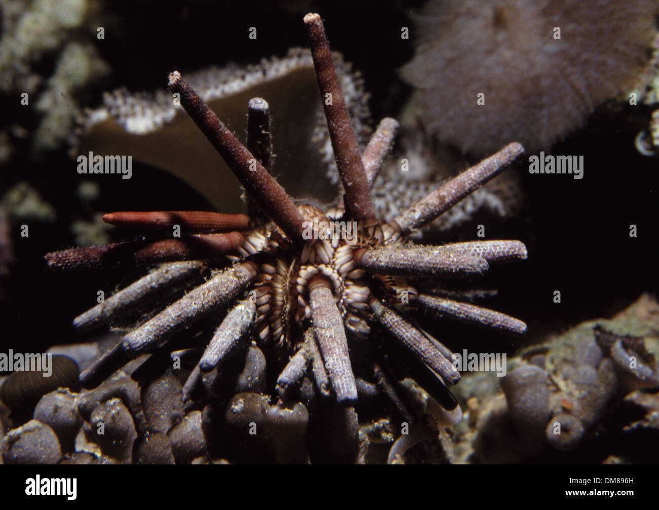 10 gesäumten Urchin (Eucidaris metularia) Stockfoto