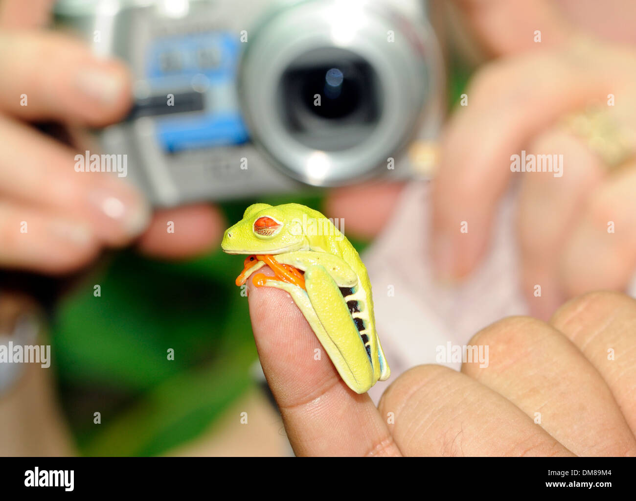 Touristen versammeln sich um eine verbindliche rotäugigen Baumfrosch (Agalychnis Callidryas). Tortuguero Nationalpark Tortuguero, Costa Rica Stockfoto