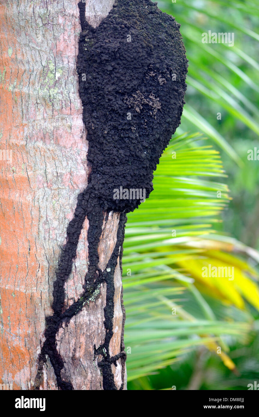 Ein Termiten Nest gebaut auf einem Baumstamm mit überdachte Wege, die Termiten vor Raubtieren zu schützen. Stockfoto