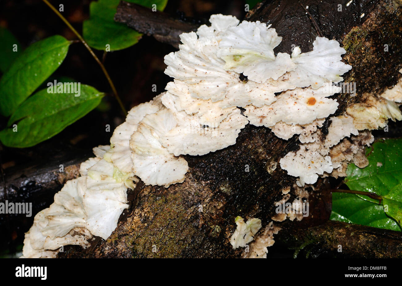 Pilze im Überfluss auf dem feuchten Boden des tropischen Regenwaldes. RO Halbinsel. Drake Bay, Corcovado Nationalpark, Costa Rica Stockfoto