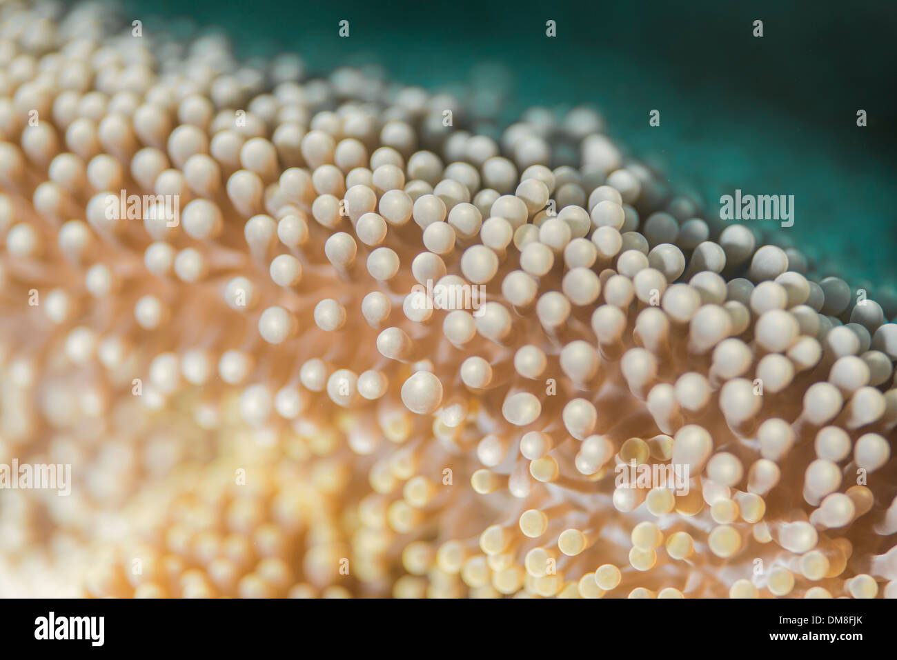 Nahaufnahme einer anemone Stockfoto