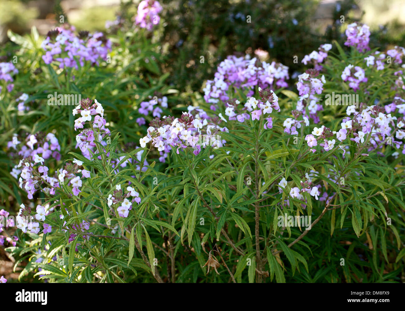 Bowles mehrjährige Mauerblümchen, Wegrauke bicolor, Brassicaceae. Kanarischen Inseln und Spanien. Stockfoto