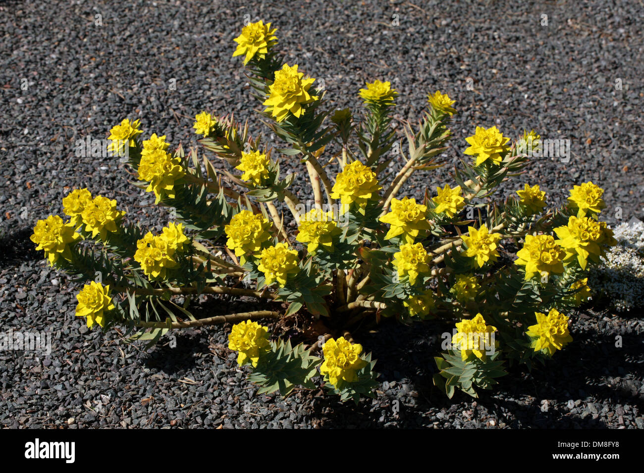 Silber, Wolfsmilch, Gopher Plant, Gopher-Wolfsmilch, Narrow-leaved Glaucous Wolfsmilch oder aufrechte Myrtle Wolfsmilch, Euphorbia Rigida. Stockfoto