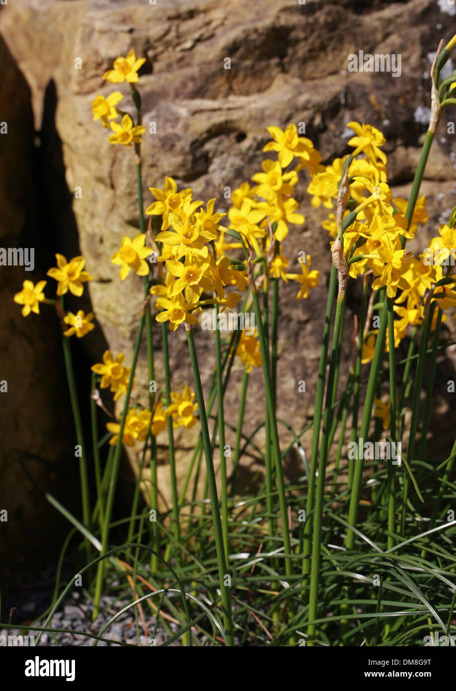 Narcissus Fernandesii, Amaryllisgewächse. Portugal, Spanien. Sy Narcissus Jonquilla Subspecies fernandesii Stockfoto