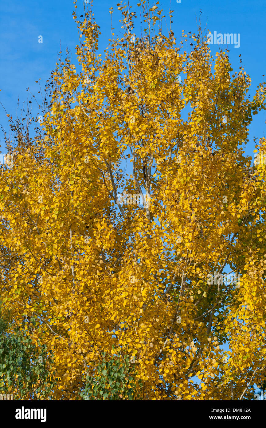 Schöne Espen gekleidet In Herbstfarben Stockfoto