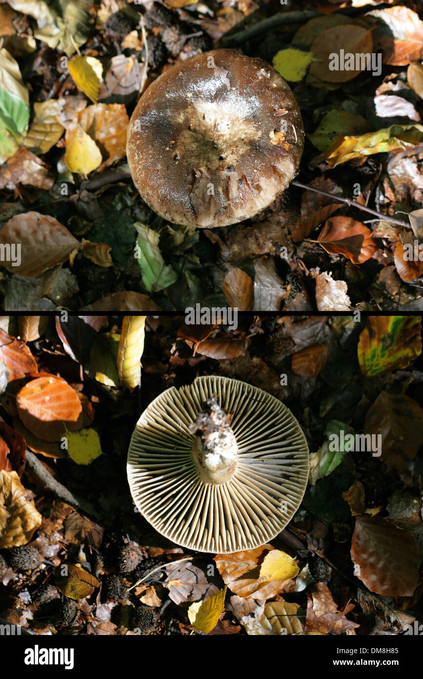 Schwärzung Brittlegill, ubling Nigricans, Russulaceae. Zwei Bild zusammengesetzten zeigen oben in der Kappe und Unterseite Kiemen. Stockfoto