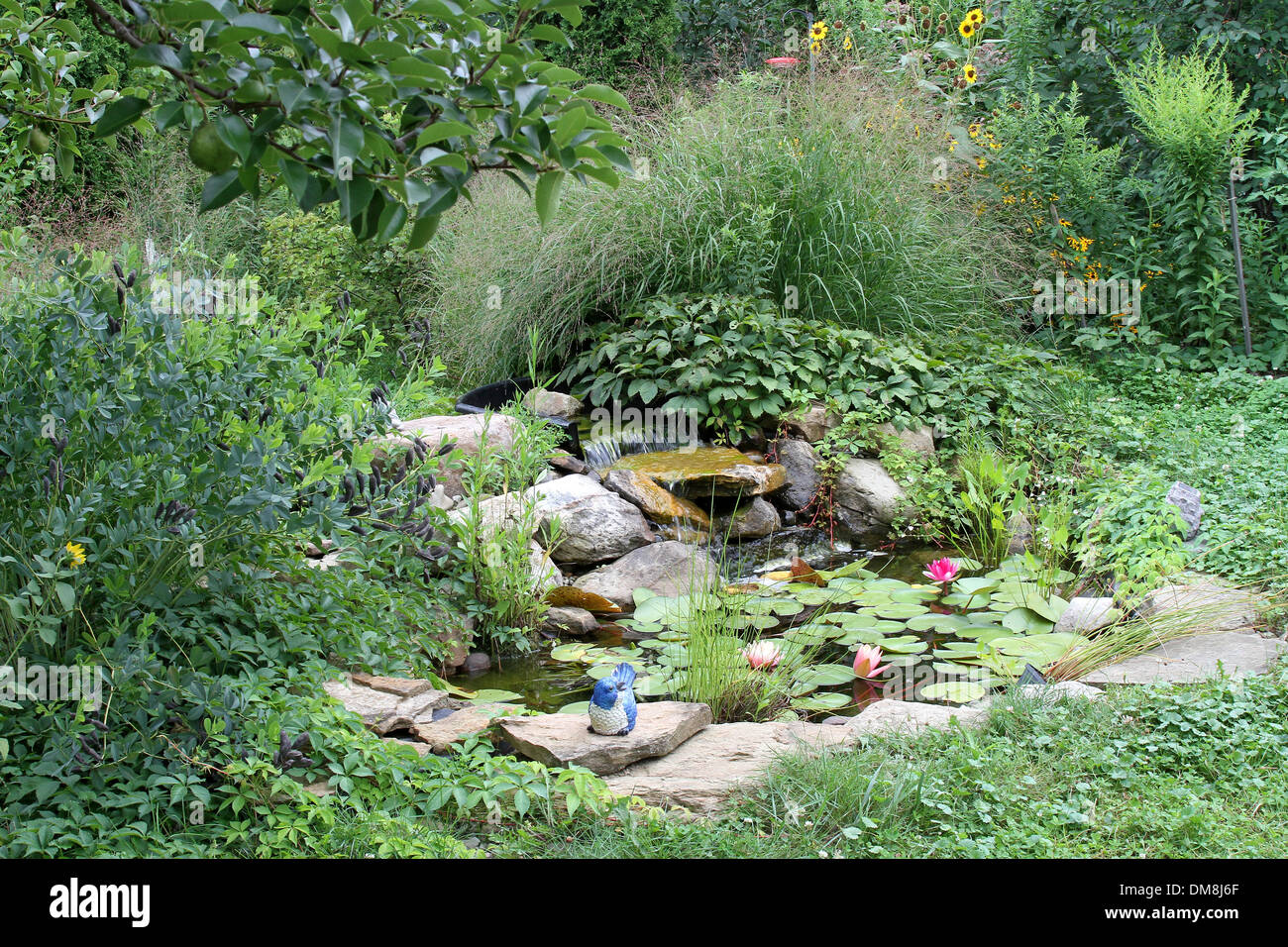 Gartenteich mit einheimischen Pflanzen Stockfoto