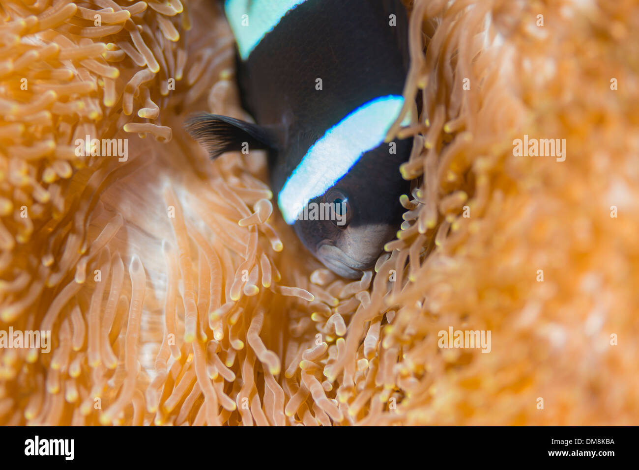 Clarks Anemonenfische in einer anemone Stockfoto