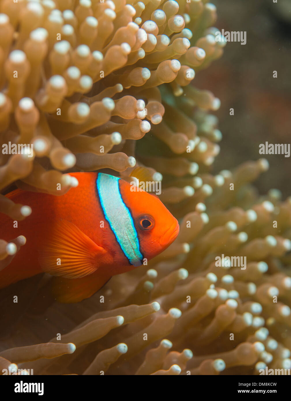 Clownfische, versteckt in einer anemone Stockfoto