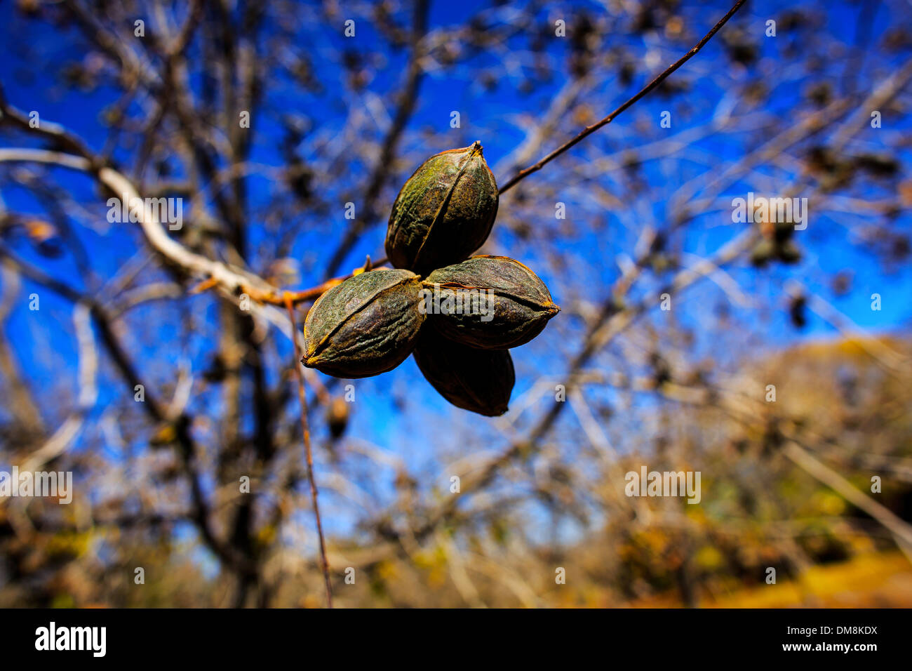 Pekannüsse sitzen auf einem Ast in Las Cruces, New Mexico, auf 1. Dezember 2013. Stockfoto