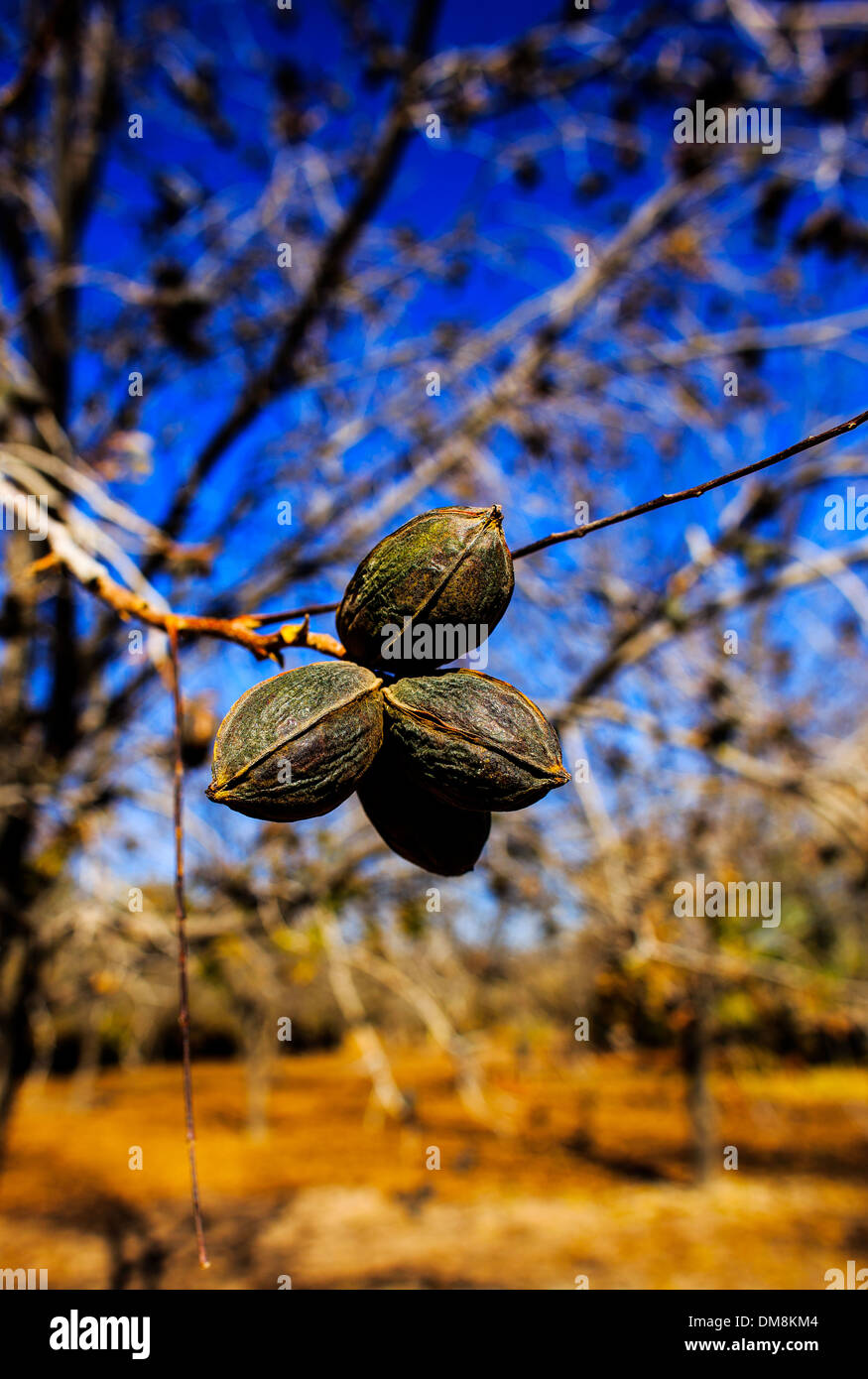Pekannüsse sitzen auf einem Ast in Las Cruces, New Mexico, auf 1. Dezember 2013. Stockfoto