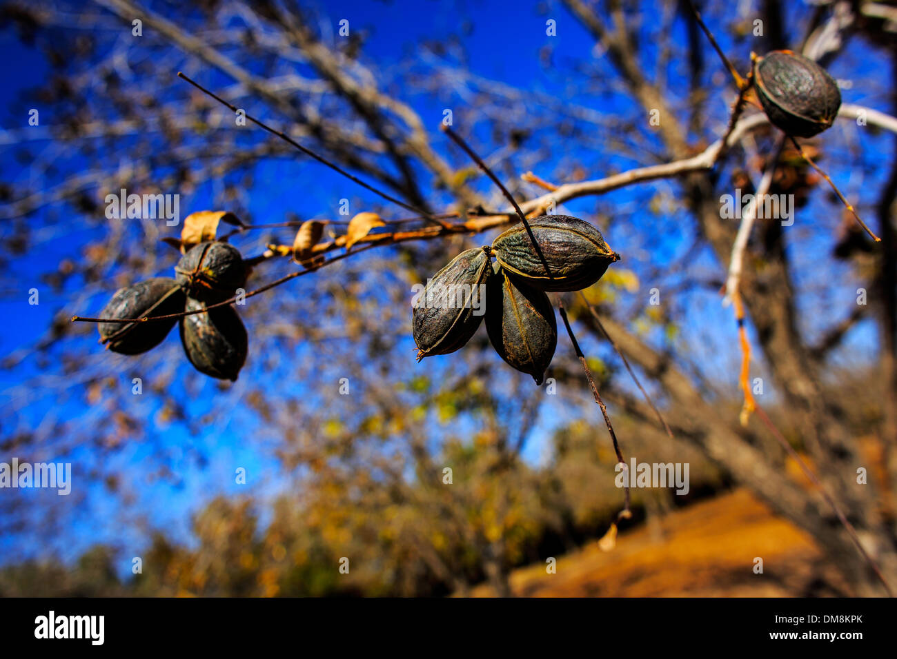 Pekannüsse sitzen auf einem Ast in Las Cruces, New Mexico, auf 1. Dezember 2013. Stockfoto