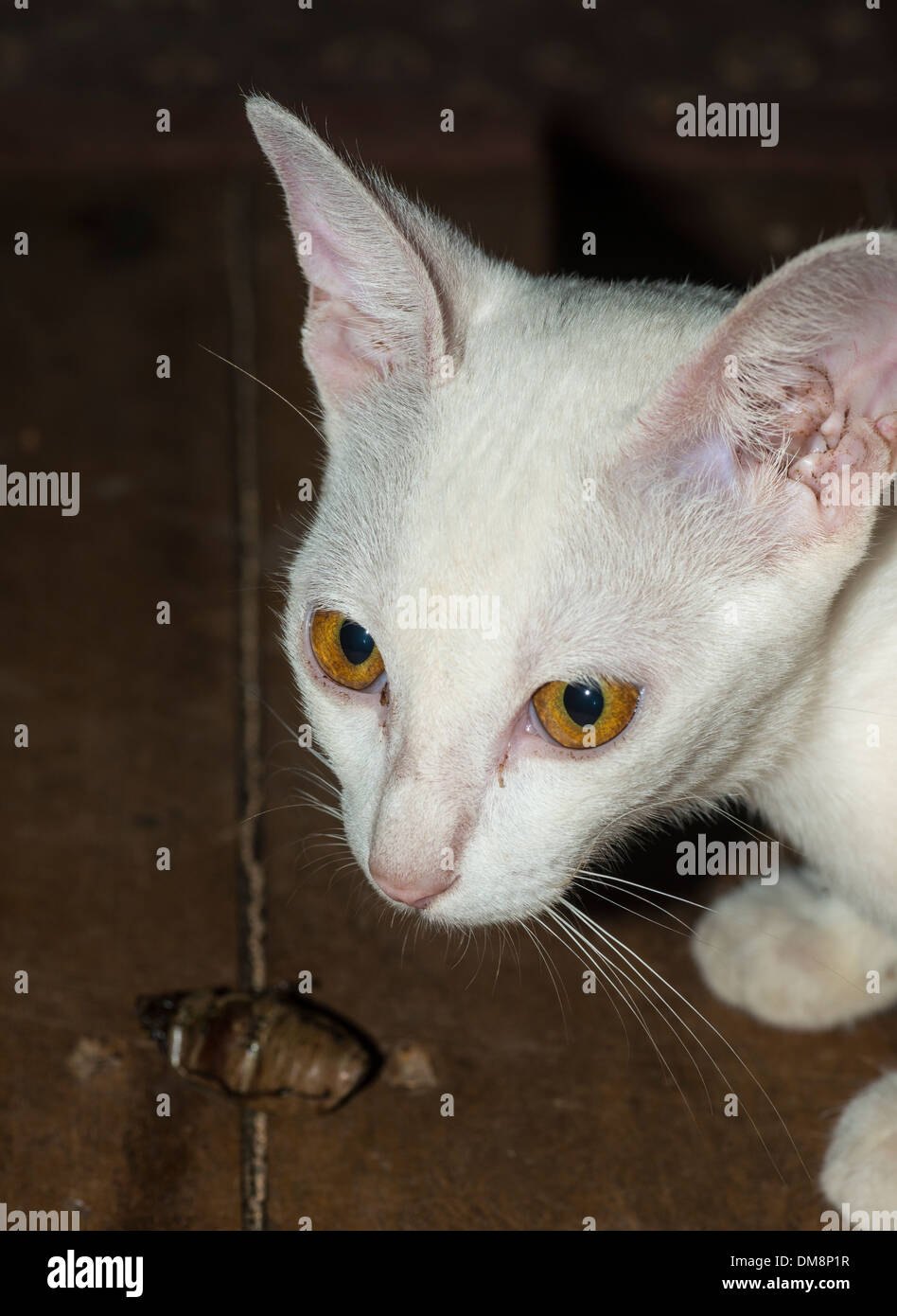 Streunende Katze spielt mit einem weiblichen Kokosnuss-Käfer Stockfoto