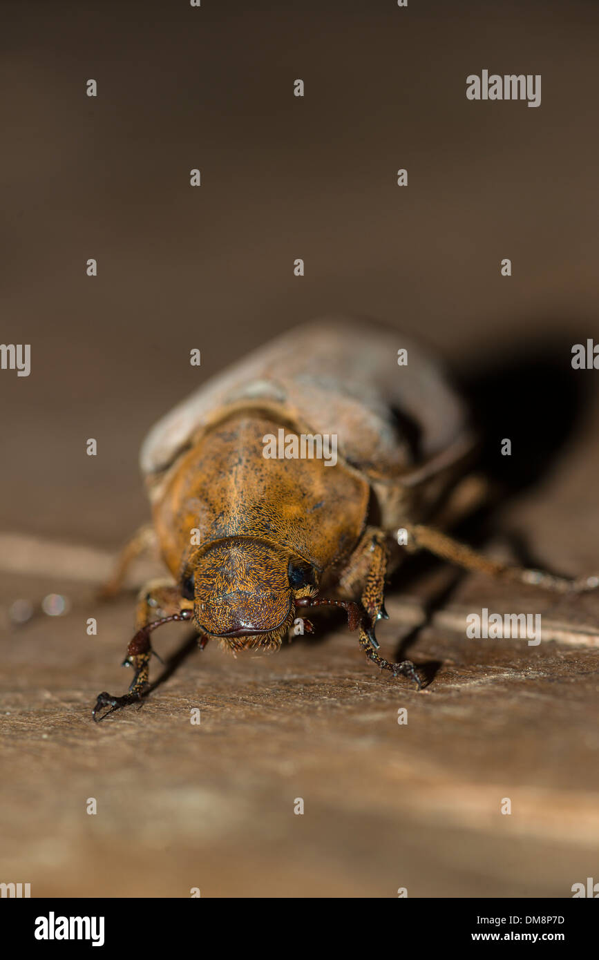 Weibliche Kokosnuss Käfer auf dem Boden kriechen Stockfoto
