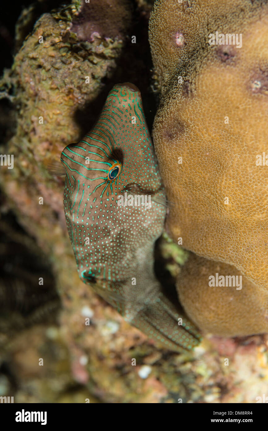 False-Auge Kugelfisch auf einer Koralle Stockfoto