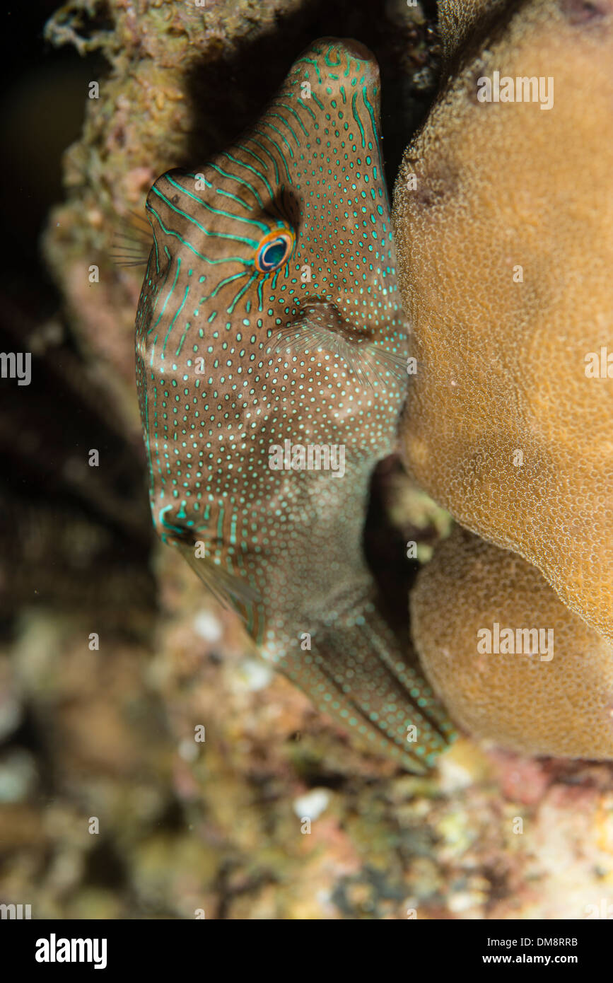 False-Auge Kugelfisch auf einer Koralle Stockfoto