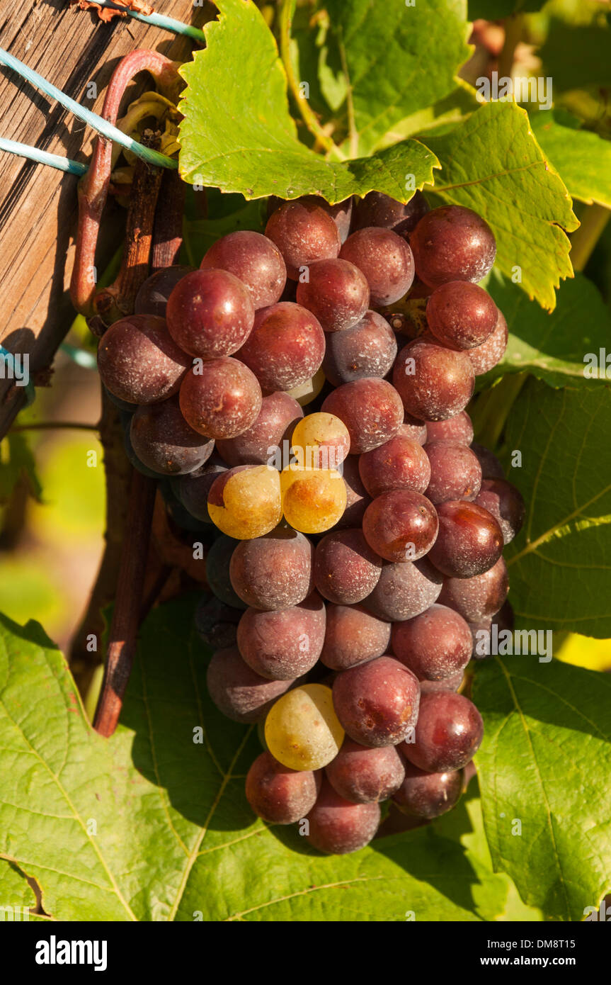 Elk213-2584v Frankreich, Elsass, Weintrauben, Pinot Gris Stockfoto