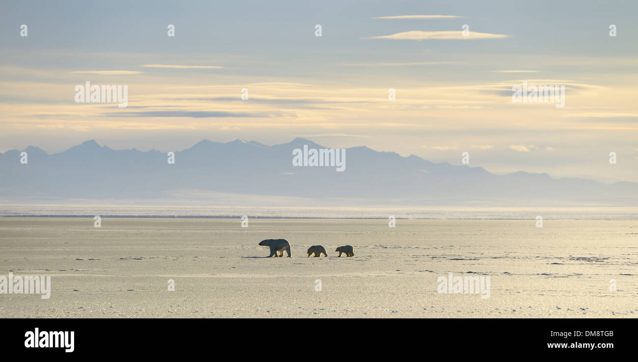 Polar Bear sow und Jungen am kaktovik Lagune arktischen Ozean alaska Silhouette mit Brooks Range Berge Stockfoto