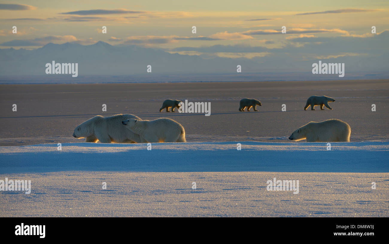 Zwei Sätze von polar bear Sau und jungen gegenseitig Weitergabe Kaktovik Lagune Alaska USA Barter Island Stockfoto