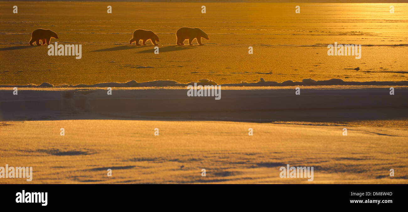 Panorama der Eisbär Sau und Cubs in der Silhouette mit goldenen Sonnenuntergang auf Kaktovik Lagune Barter Island Alaska USA Stockfoto